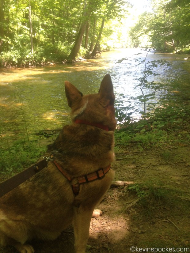 Mojo plotting a swim