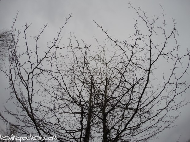 Fiddler's Creek Preserve