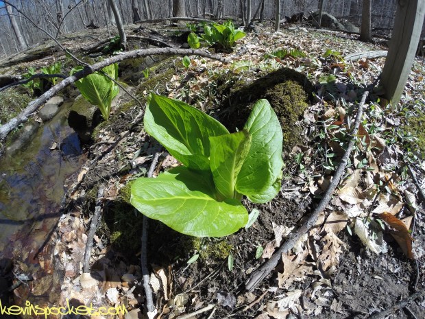 Sourland Ecosystem Preserve