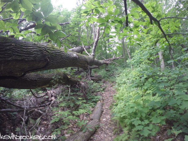 Cushetunk Mountain Preserve
