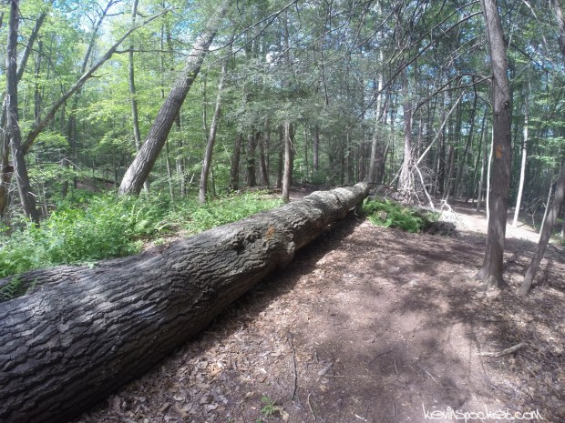 Delaware Water Gap - Millbrook