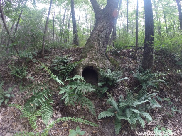 Delaware Water Gap - Millbrook