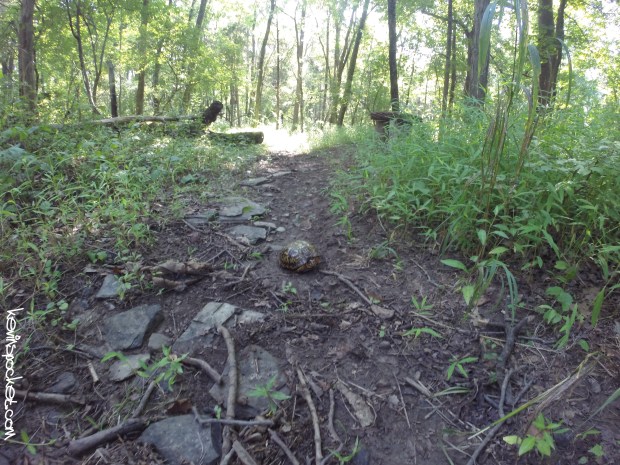 Cedar Ridge Preserve