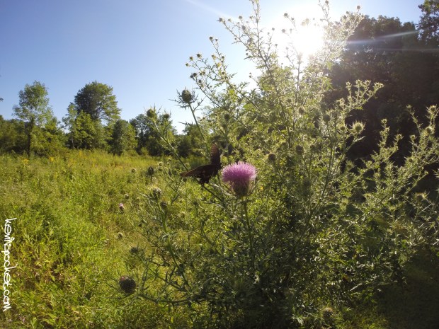 Cedar Ridge Preserve