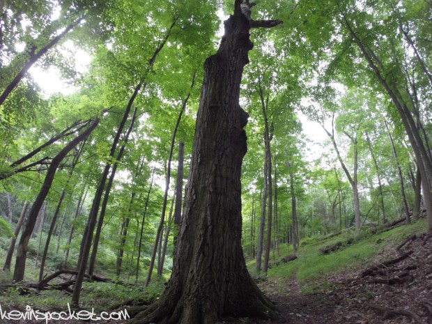 Jacob's Creek Trail - Hopewell, NJ