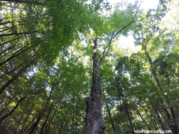 Sourland Mountain Preserve - Roaring Rocks