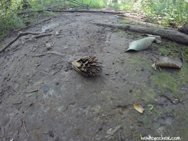 Sourland Mountain Preserve - Roaring Rocks