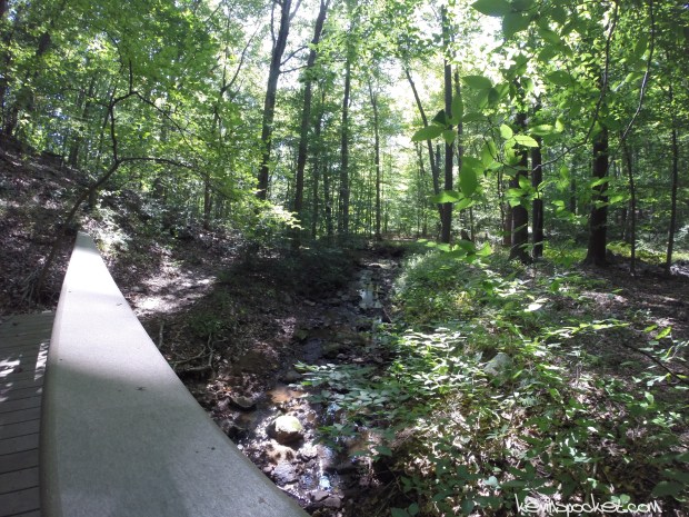Jockey Hollow Hike | Primrose Brook Trail