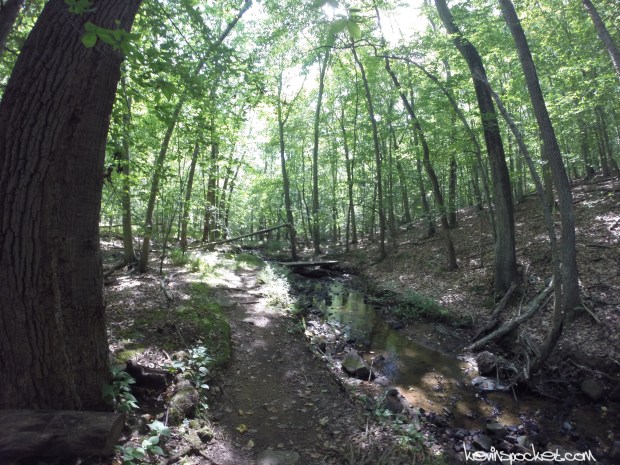 Jockey Hollow Hike | Primrose Brook Trail