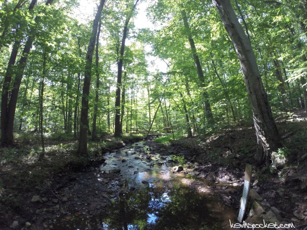 Jockey Hollow Hike | Primrose Brook Trail