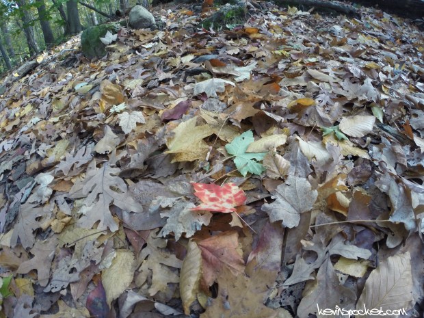 Eagle Rock Reservation