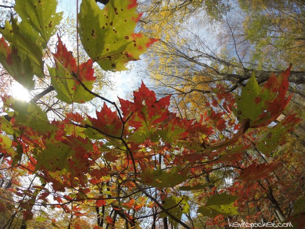 Norvin Green State Forest