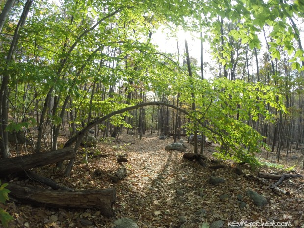 Norvin Green State Forest