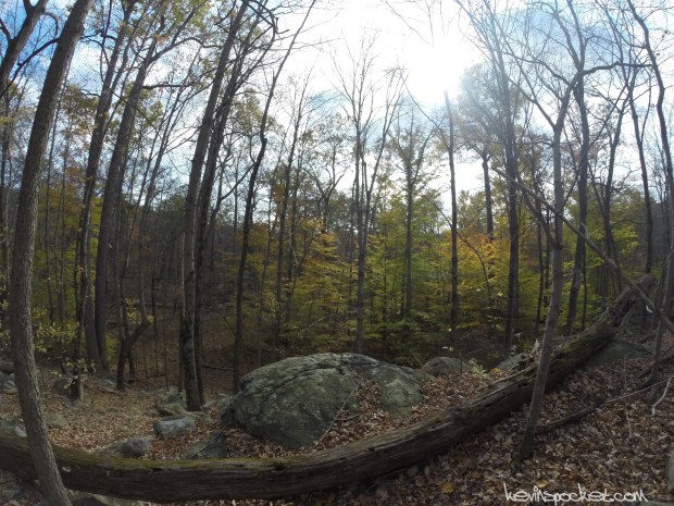 Norvin Green State Forest