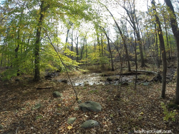 Norvin Green State Forest