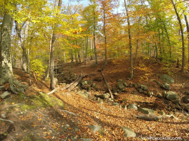 Norvin Green State Forest