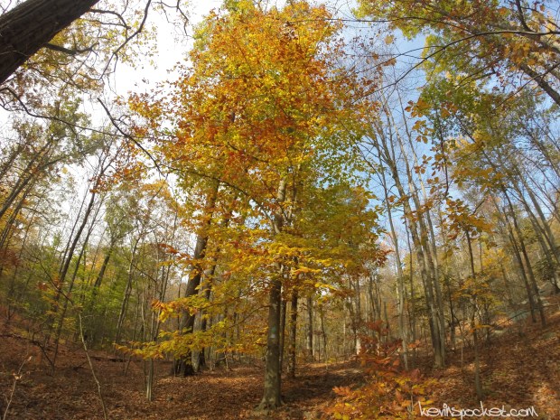 Norvin Green State Forest