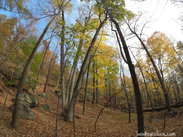 Norvin Green State Forest