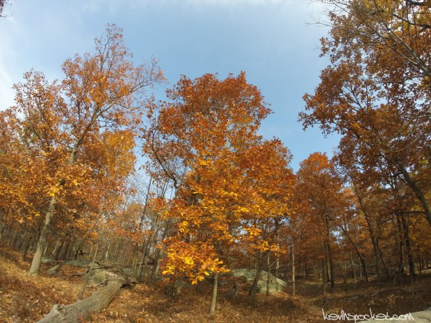 Norvin Green State Forest